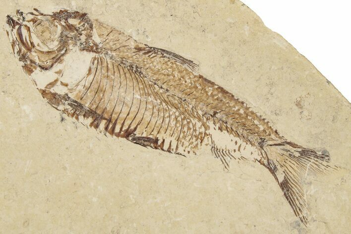 Fossil Fish (Gosiutichthys) - Wyoming #212105